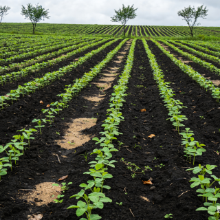 China release new regulation on pesticide for export, providing more certainty and convenience to global agricultural supply chain