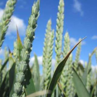 China Price Index: From Regulation to Revolution — How China’s New Pesticide Policy Is Reshaping Global Agriculture Editor’s note: Contributing writer David Li offers a snapshot of cu