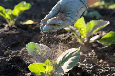6th batch pesticide registration of 2026 announced, covering 528 product registrations: 1 spinetoram TK registration, first-time registration of bixlozone and tiorantraniliprole combinations